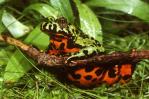 El color de sapos y ranas les ayuda a combatir los cambios ambientales y los patógenos