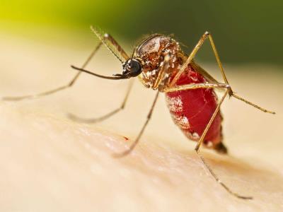 Se declara epidemia de dengue en Puerto Rico