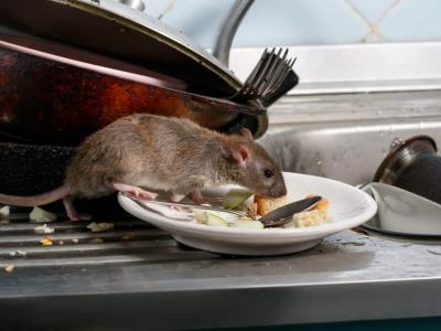 Advertencia de la Salud de la Ciudad de Nueva York sobre el incremento de la incidencia de leptospirosis