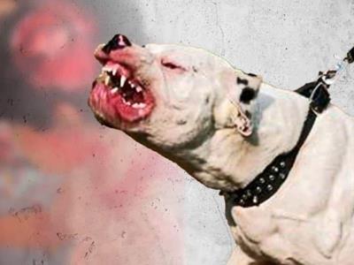 Ataque de perro de raza pitbull a un niño en Santiago