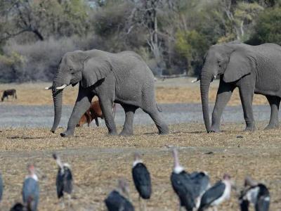 Botsuana podría enviar una cantidad de 20,000 elefantes a Alemania