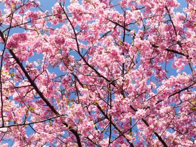 Cerezos en Japón florecen antes debido al cambio climático