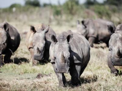 Collares inteligentes para la protección de los rinocerontes