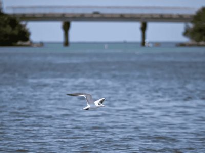 Comienza la remoción de sedimentos en el puerto de Puerto Rico