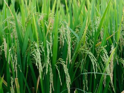 Cultivan por primera vez arroz de rápido crecimiento en áreas de China