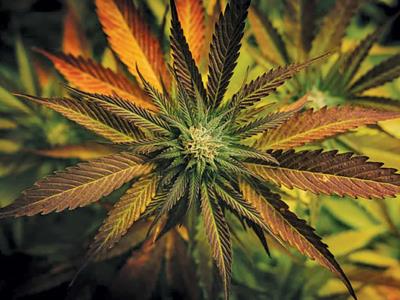 DEA propone cambios en la clasificación de la marihuana y su impacto en los Estados Unidos