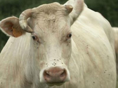 Detectan el primer caso de gripe aviar transmitido por una vaca