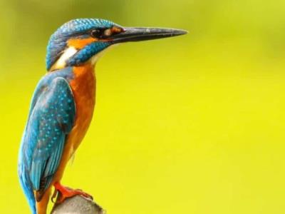 El patrón de canto de las aves puede ser determinado por la genética