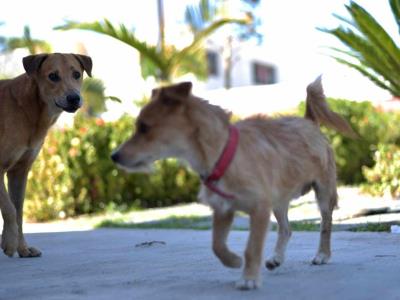 En Santiago, perros han mordido a más de 50 personas