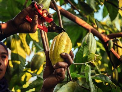 La creciente importancia del cacao en América Latina: posibilidades y retos