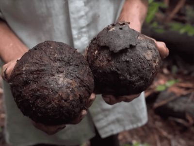 La deforestación amenaza a la nuez amazónica boliviana