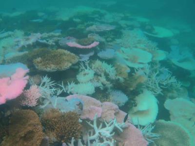 La Gran Barrera de Coral australiana experimenta un severo blanqueamiento