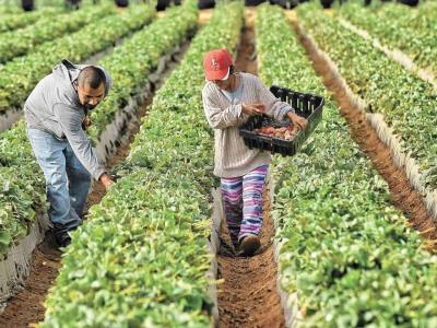 La nueva regla promete brindar protección a los agricultores temporales en Estados Unidos
