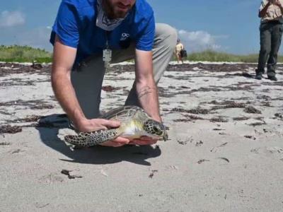 Liberación de dos tortugas marinas verdes en conmemoración al Día de la Tierra