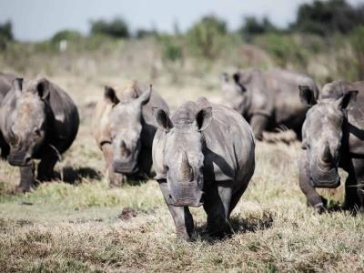 Namibia advierte sobre la caza ilegal de rinocerontes