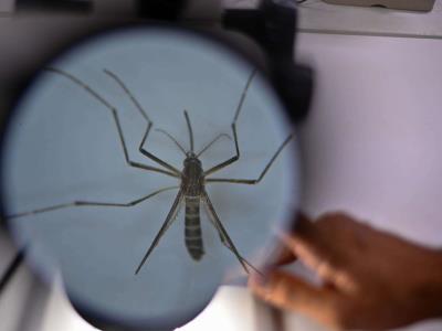 Se encuentran avances favorables en la batalla contra el dengue en Brasil