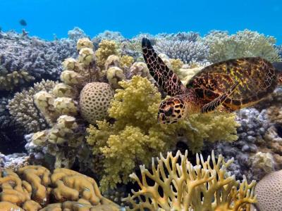 Se llevarán a cabo tareas de preservación de los corales