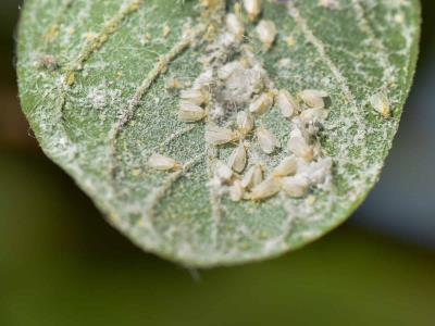 Agricultura informa sobre la prohibición de productos hospederos de mosca blanca
