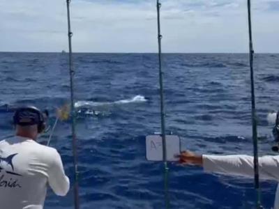 Comienza la temporada de pesca del Marlin Blanco: el equipo Plaza San Juan se coloca en primera posición