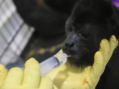 Continúa aumentando el número de primates fallecidos en México debido a las altas temperaturas