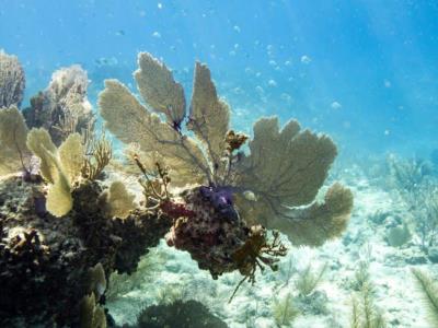 El deterioro de los corales por el blanqueamiento se acentúa a nivel global.