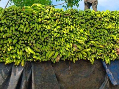 El Instituto Nacional de Estabilización de Precios (Inespre) adquiere plátanos a productores agrícolas perjudicados por las precipitaciones