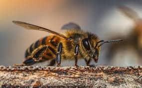 Hoy conmemoramos el Día Mundial de las Abejas