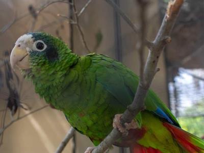 Imponen medida coercitiva a dos individuos por tráfico ilegal de aves exóticas en Pedernales