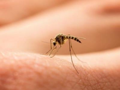 Increíble cantidad de casos de dengue
Se ha registrado una epidemia de dengue sin precedentes, con una cantidad de 8 millones de casos.