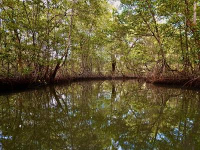 Investigación promueve capacidad de bosques de manglares para disminuir impacto de las olas