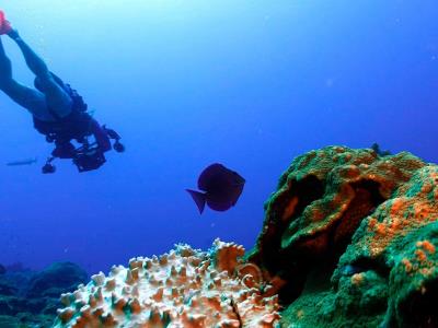 La preocupación por el blanqueamiento de corales crece en la comunidad de buceo a nivel mundial