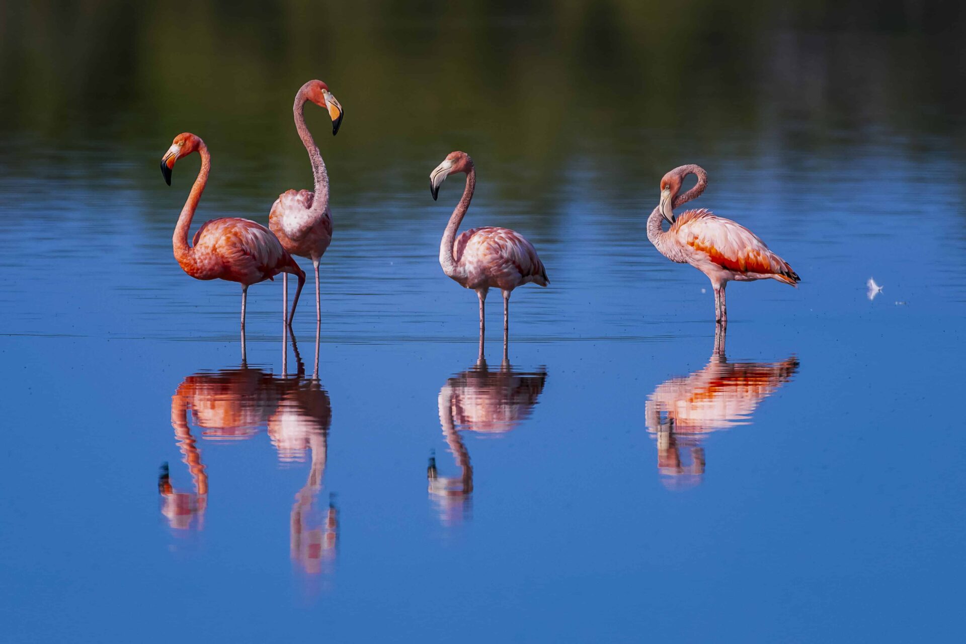 Las especies de aves más bellas avistadas durante el Evento Global Big Day en el año 2024