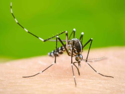 Más de 2000 personas fallecen a causa del dengue en Brasil