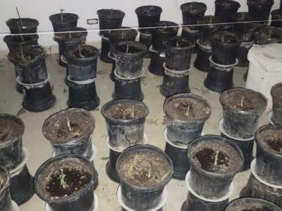 Operativo lleva al cierre de instalación ilegal de cultivo de cannabis en Pedernales