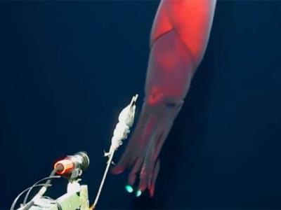 Se registra la presencia de un calamar que emite luz propia en las partes más profundas del Océano Pacífico