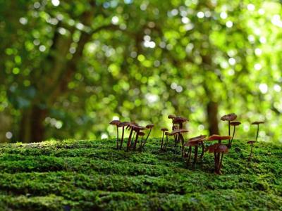 Según la ONU, si la biodiversidad disminuye, la humanidad se verá afectada