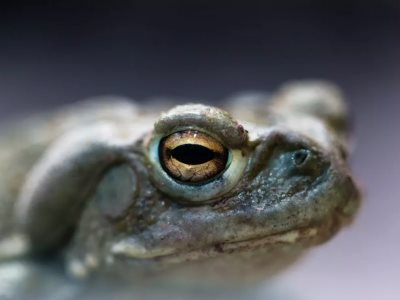 Un nuevo tratamiento para la depresión: el veneno alterado de un sapo