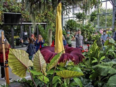 Una planta conocida como 'flor cadáver' está generando gran interés entre visitantes en un centro de conservación de plantas en Bélgica