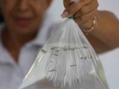 Uso de Peces Guppy para prevenir el Dengue en Cali