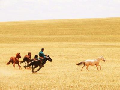 ¿Cuándo comenzó a utilizarse el caballo como medio de transporte terrestre?