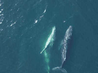 Desplazamientos de las ballenas jorobadas en Brasil