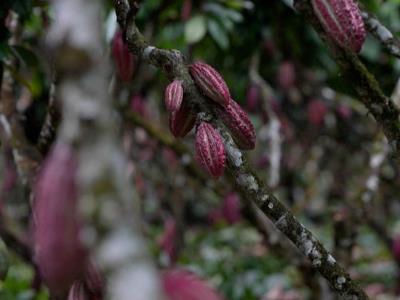 El aumento de los precios internacionales del cacao en Ecuador