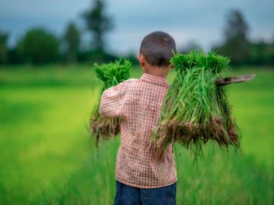 El impacto del trabajo infantil en el desarrollo de una nación