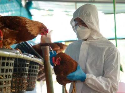 En México no hay riesgo de contagio de gripe aviar después de la muerte de un humano
