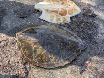 Encuentran caparazón de una posible tortuga marina híbrida en Puerto Plata