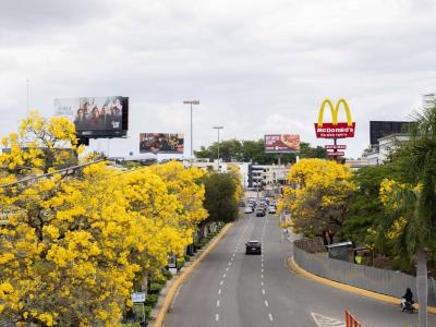 Escoge el mejor árbol para embellecer tu parque o avenida