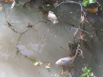 Estudio de la mortalidad de peces en los ríos Bajabonico y Unijica