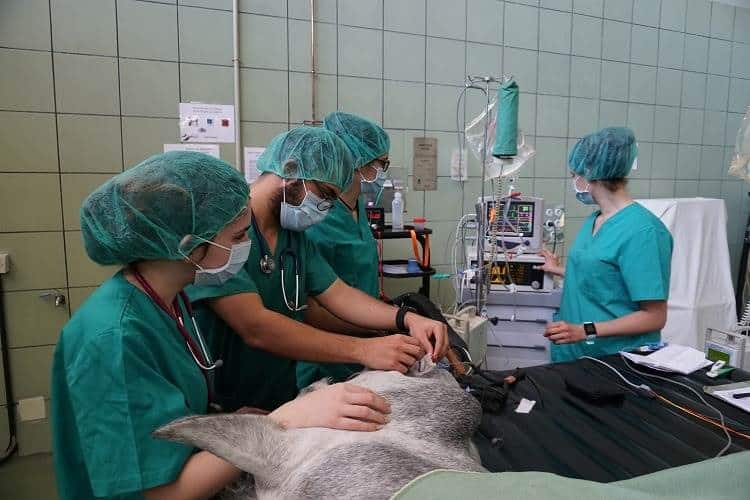 Imagen de un animal siendo intervenido en la Universidad Complutense de Madrid, España.