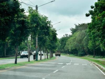 La Alcaldía desmiente haber autorizado la tala de árboles en Mirador Sur