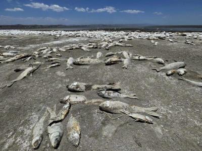 La escasez de lluvias provoca la muerte de cientos de miles de peces en México